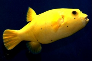 Pez amarillo